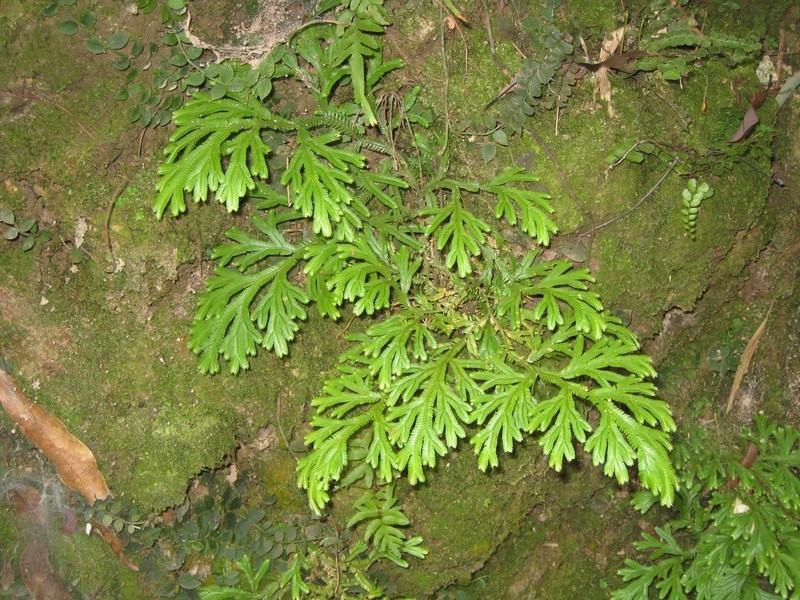 农村石壁积土上看到此物,一定要带回家,现在知道还不