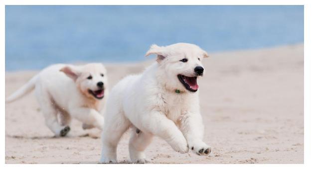 哥威斯犬好看的壁纸:外表温文尔雅,深受儿童喜爱!