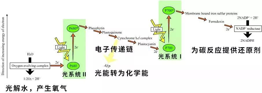 在细菌里,光系统Ⅱ就像是一群小孩坐在楼梯上玩 击鼓传花:上面的小孩