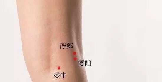 在经居半表半里,其症可见寒热往来,口苦,胁痛;在脏为胆,胆与肝相表里