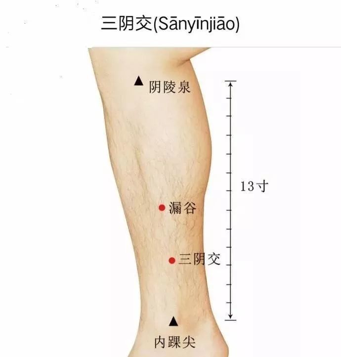 足三里为阳明经合穴,本经由头到足为降但足三里一穴为降中有升.