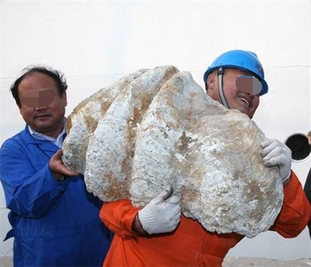 世界上最大的贝壳,雌雄同体100年不会死,因过度捕捞