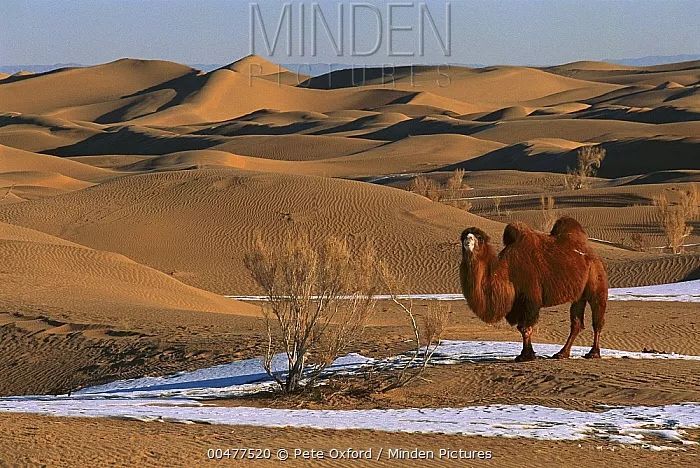 物种日历:都顺拐了,骆驼怎么还能做沙漠之舟