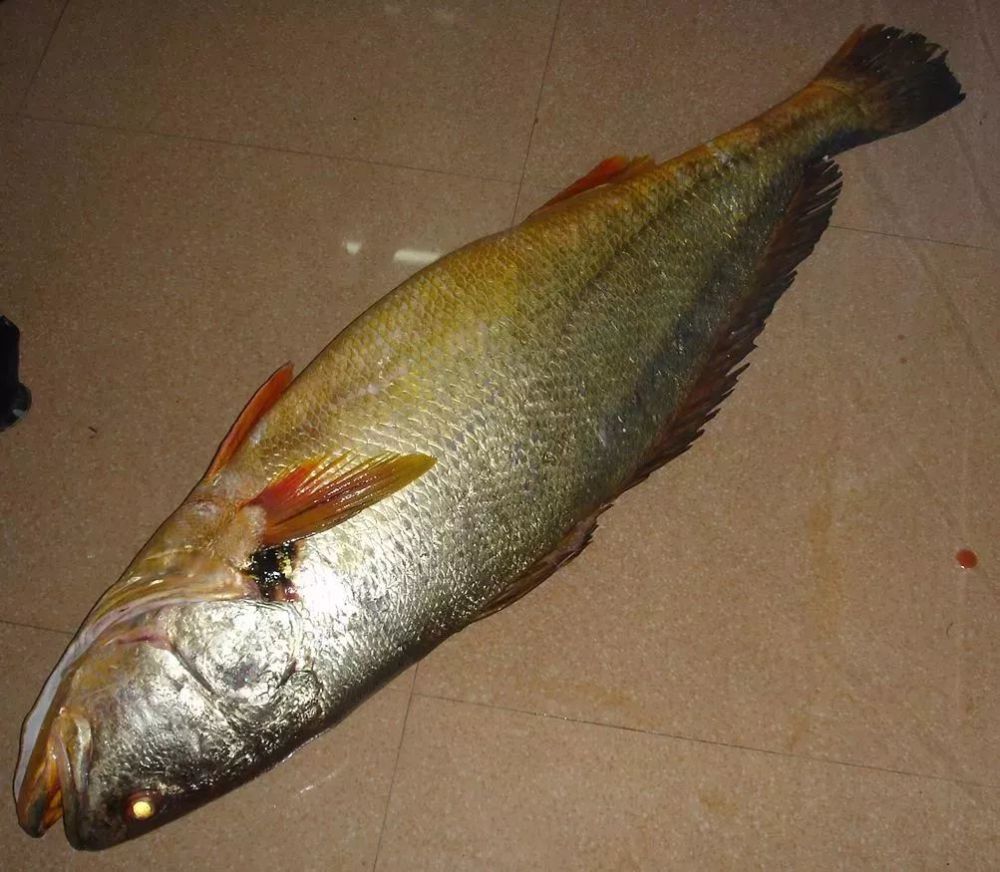 学名:米鱼 别称:鳘鱼,敏子,敏鱼,鮸鱼,毛常鱼 鳘鱼主要产广东潮汕及