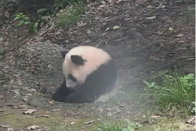 熊猫失足掉进臭水沟,捂着小脸向饲养员求救,小样子萌翻了人