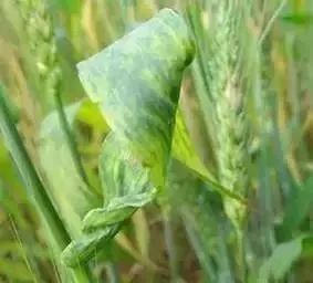 小麦返青拔节期常见病虫害及防治方案!(高产必备)