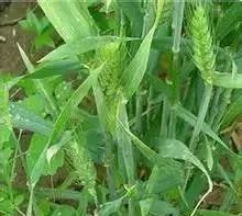 小麦返青拔节期常见病虫害及防治方案!(高产必备)