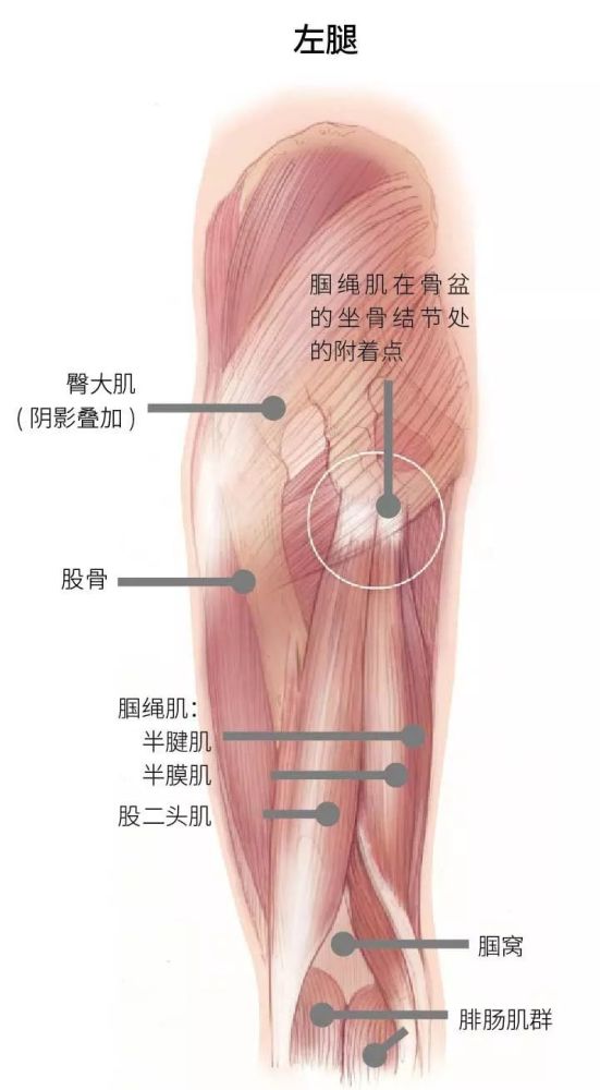 腘绳肌紧张 腘绳肌是大腿后侧肌群的总称.
