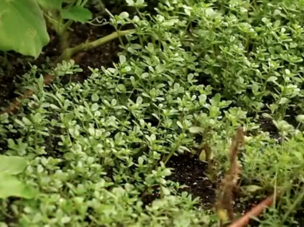 野外这种常见的"卧蛋草"是一种珍贵的药材,你家乡有没