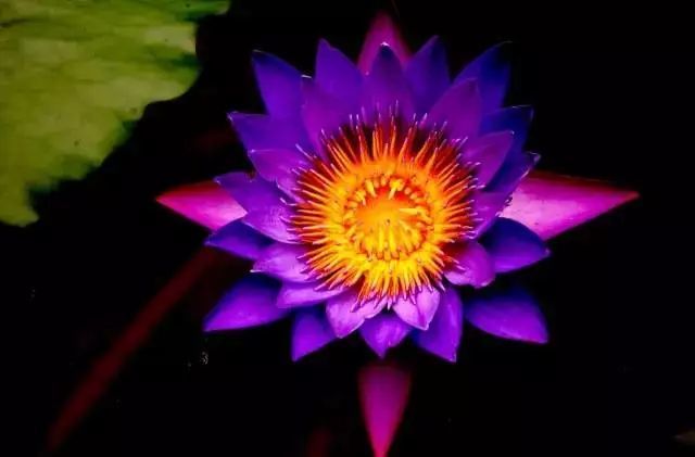 世界上最名贵的花一盆就是一座房子