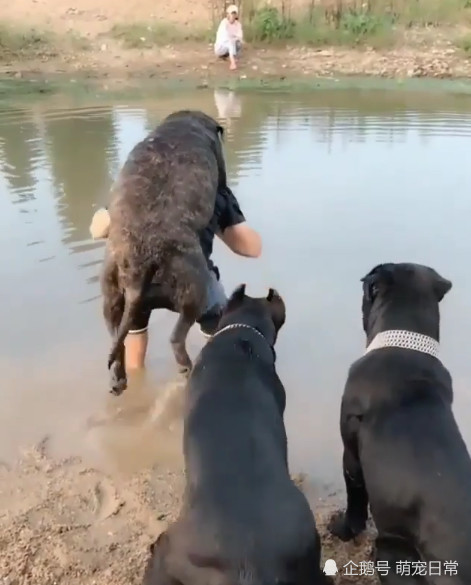 狗狗赖皮不肯游泳过河,铲屎官没办法,一个动作