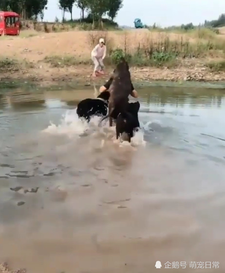 狗狗赖皮不肯游泳过河,铲屎官没办法,一个动作