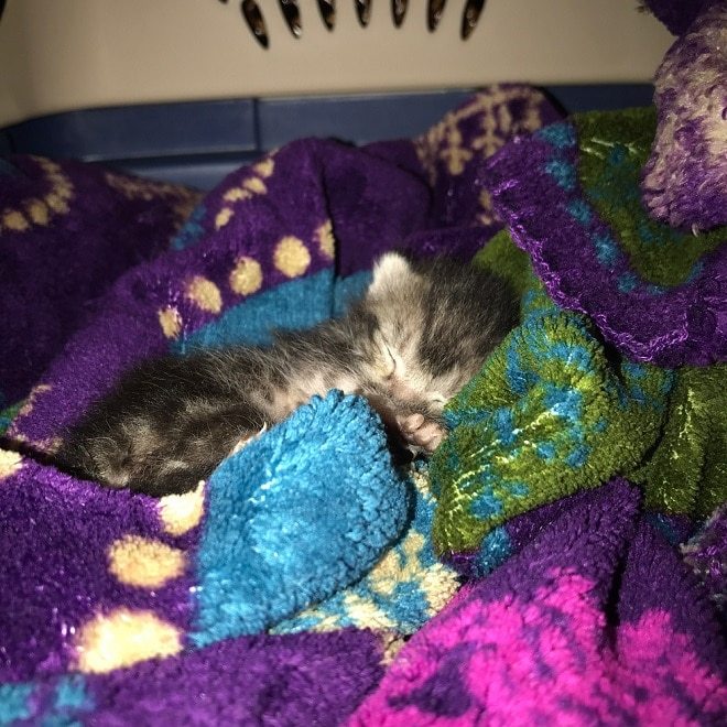 救活一只不断抽搐的小病猫,几个月以后发现它