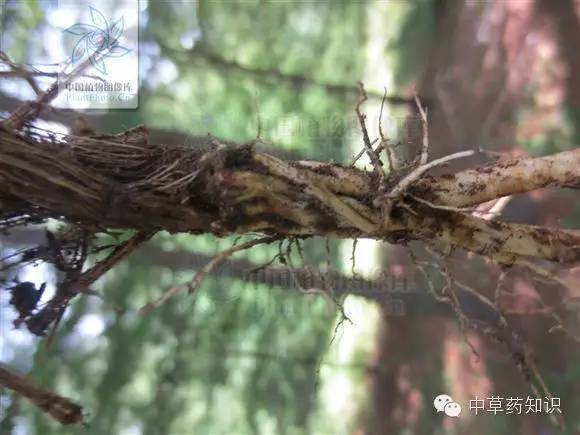 中药材:秦艽