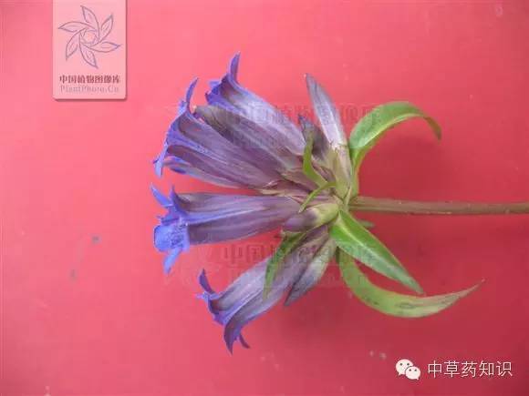 中药材:秦艽