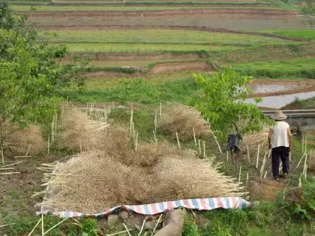 今日农村,式微式微胡不归?_订阅_腾讯网