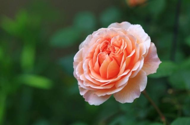 花的排名榜_欧美男明星颜值排名榜