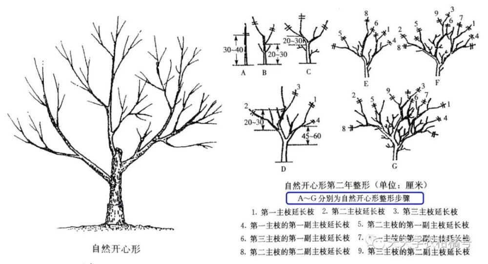 各主枝上配置副主枝或侧枝3~4个,分枝角40°左右.