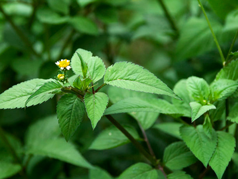 一种植物野草,人称"豆渣草",种子很烦人,茎叶好吃,是