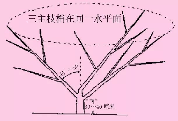 19张图片解读桃树自然开心形整形修剪全过程
