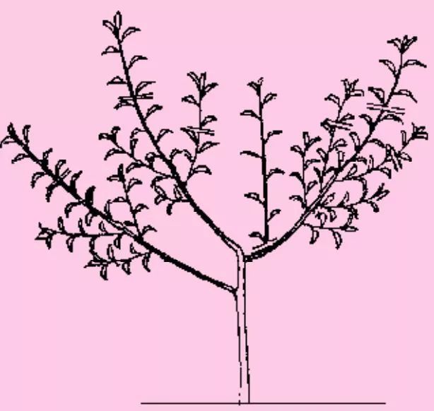 19张图片解读桃树自然开心形整形修剪全过程