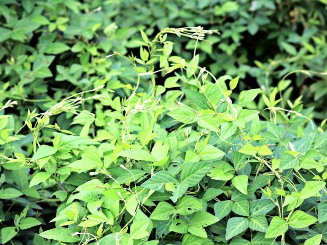 长得像豆子一样的野草,现在却是国家二级野生保护植物