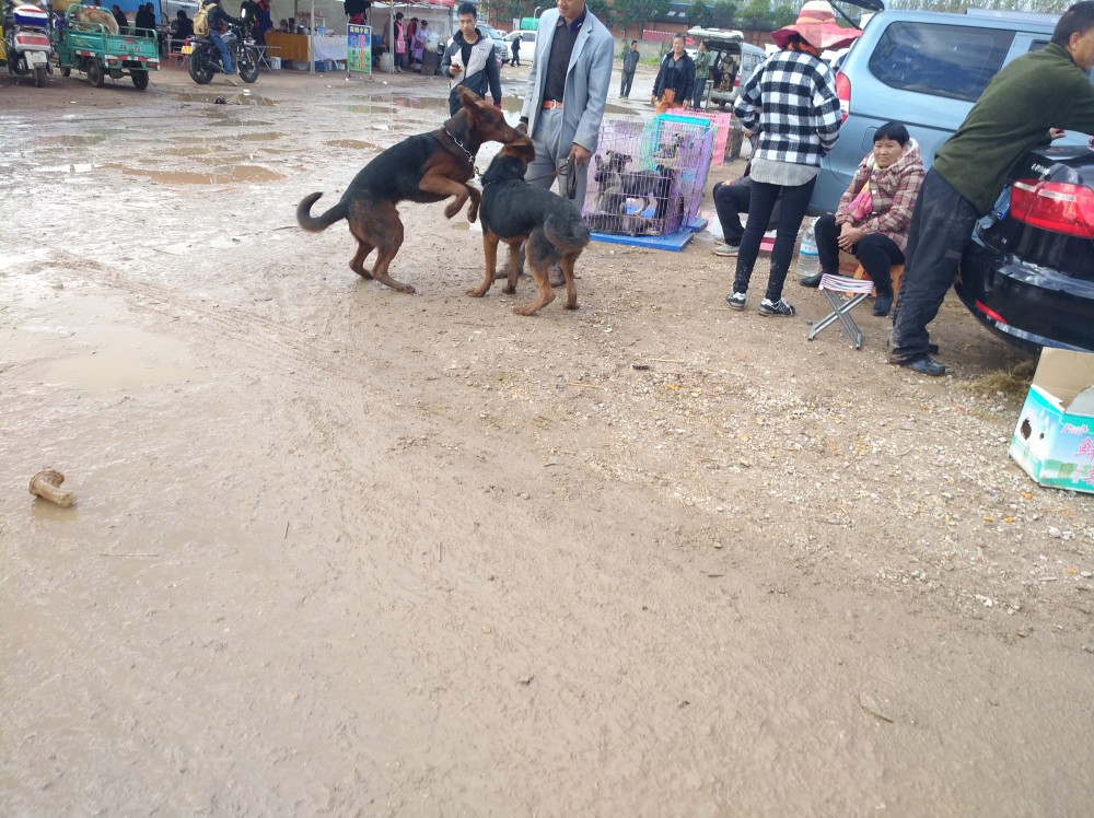 狗市:你听说过莱州红犬吗?它和德国牧羊犬长得很像