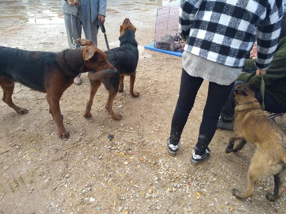 狗市:你听说过莱州红犬吗?它和德国牧羊犬长得很像