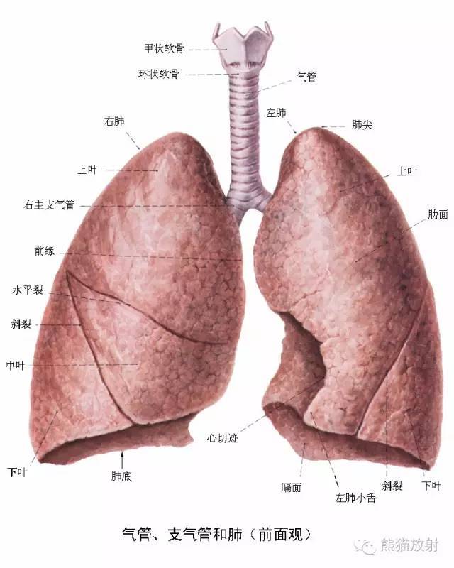 肺叶,肺段分布简图