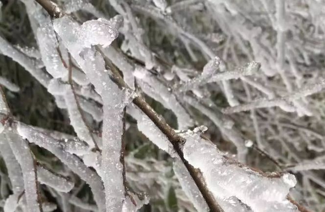 将乐这群人去海拔1260米的雪峰山,干啥去了?