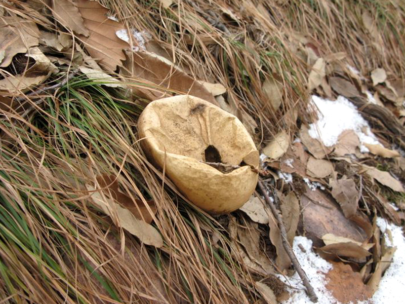 这种野生物,也是蘑菇,俗称"牛屎菇,农民很少吃它,能治冻疮