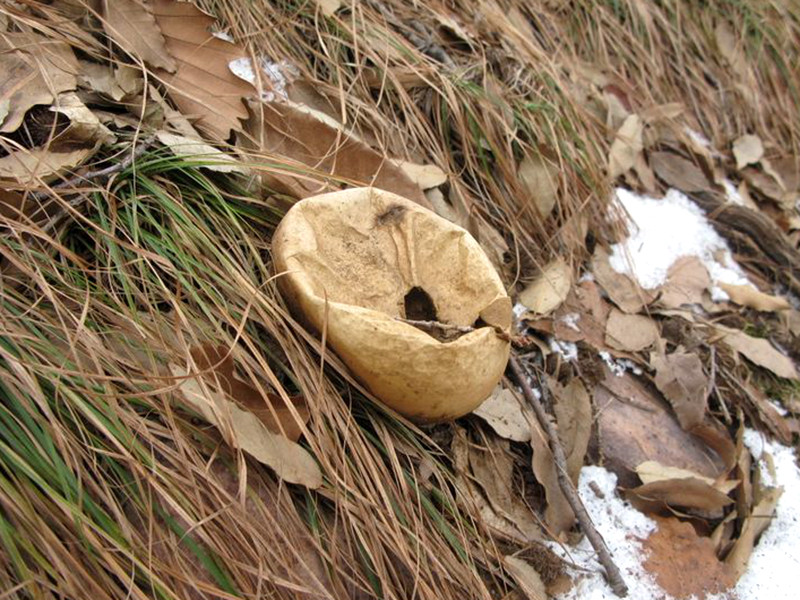 这种野生物,也是蘑菇,俗称"牛屎菇",农民很少吃它,能