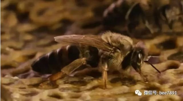 蜜蜂饲养管理技术关键问题