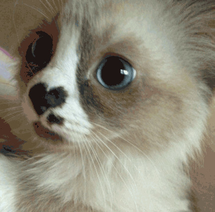 我爱你只有三个字,喵星人却有无数表达方式,你