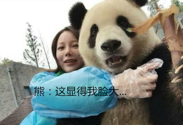 大熊猫戏精化身,和小姐姐开心在拍照,各种姿势萌翻在