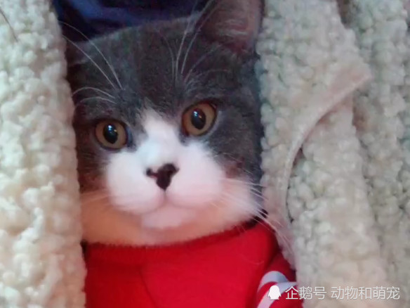 猫咪和男友二选一,妹子果断的就选了猫,一番话说的扎心了!