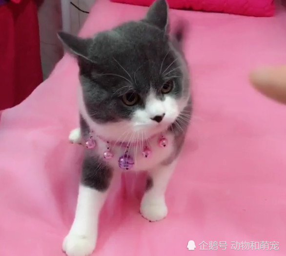 猫咪和男友二选一,妹子果断的就选了猫,一番话说的扎心了!