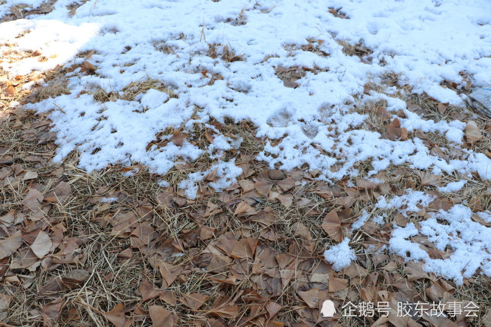 在地面上,白色的积雪和枯黄的银杏叶连在一起,显示出冬季的气息.