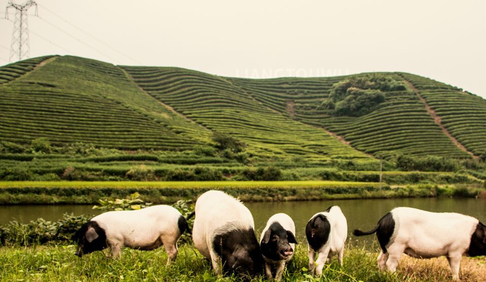 腊月前后腌火腿:火腿是披着霉皮的小鲜肉,是时