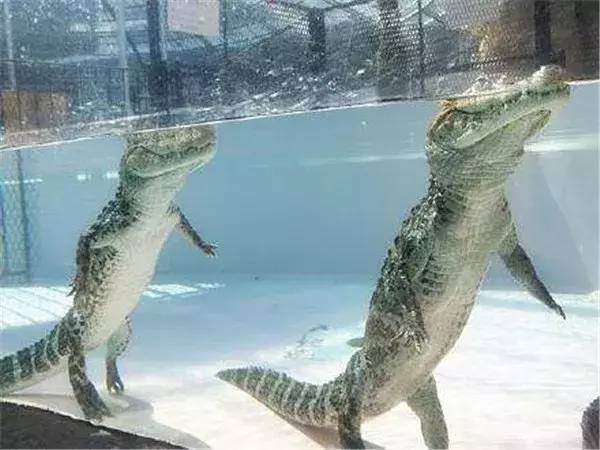 两条鳄鱼打架猜成语_鳄鱼卡通图片(3)