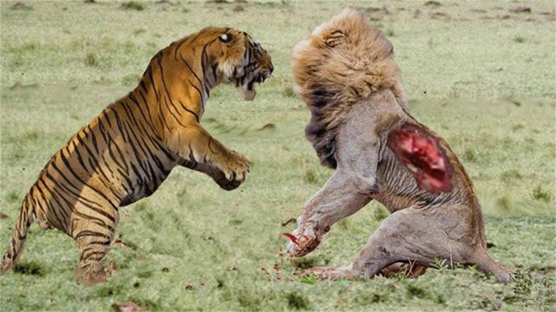 狮子和老虎搏斗,狮子占居上风场面激烈,但结果却让人