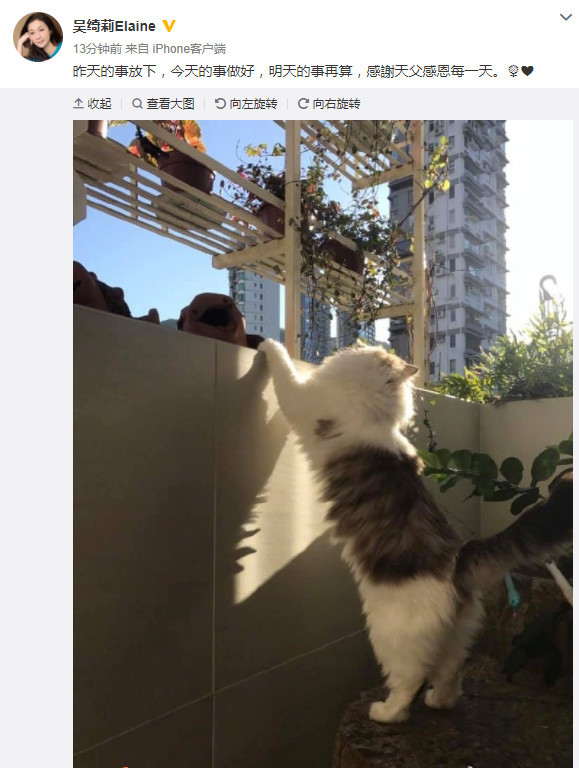 吴绮莉晒猫称“昨天的事放下”，疑就小龙女拖欠房费后向其妥协