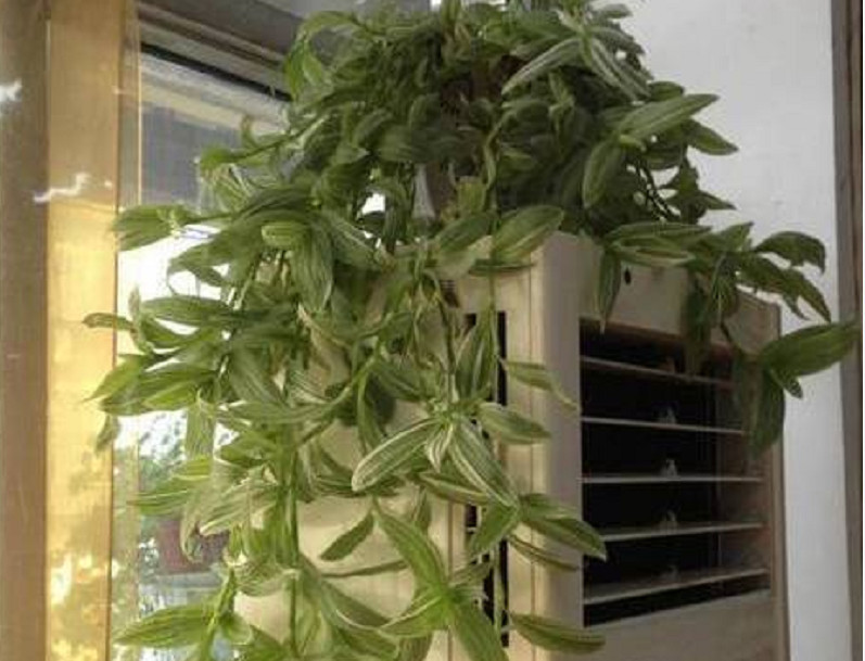 家里4个地方,养花就是往火坑里推,有人不注意