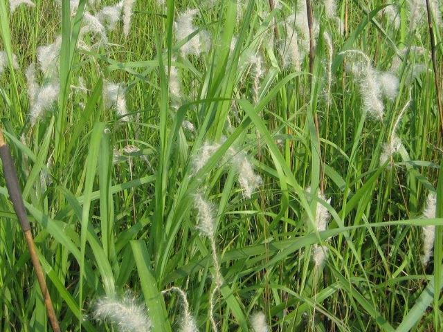 这种名为"钻地龙"的植物,价值珍贵,以前被农民当成杂草除掉!