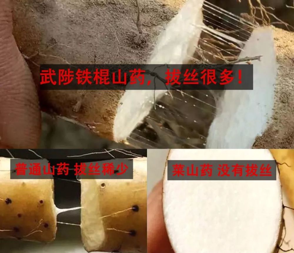 你还敢吃山药吗，长期吃山药的人变成了这样……