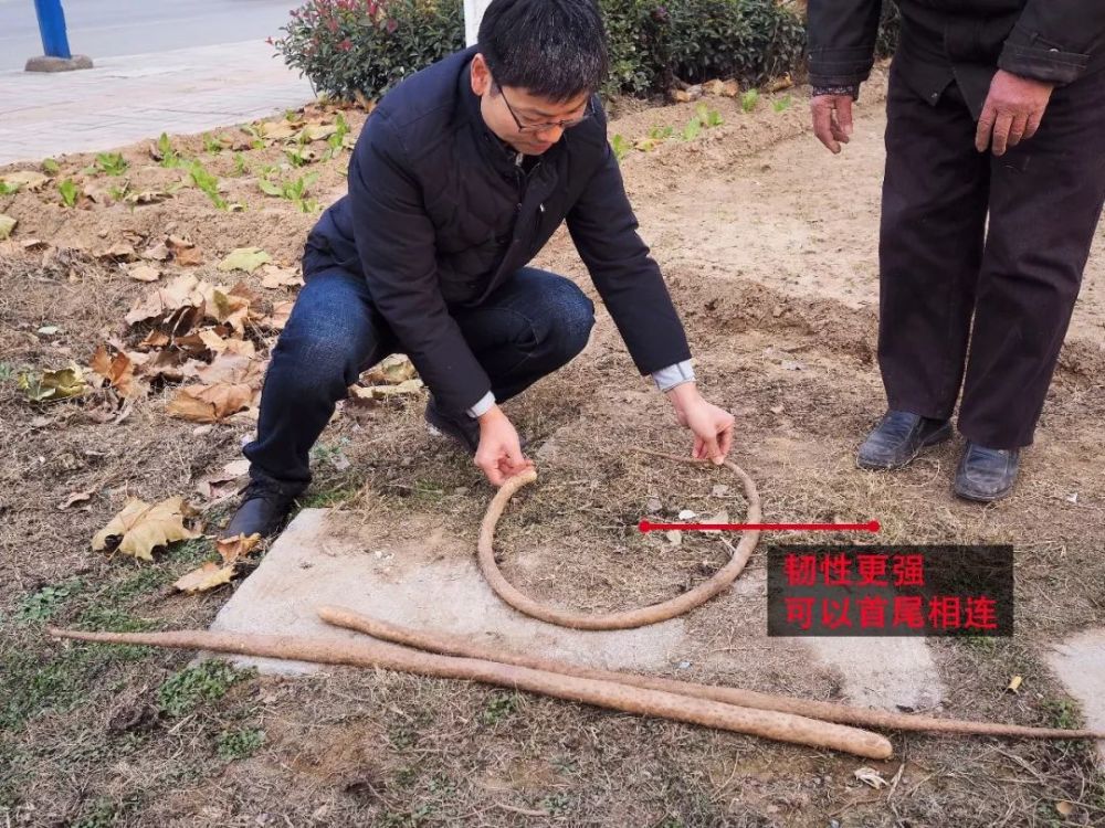 你还敢吃山药吗，长期吃山药的人变成了这样……