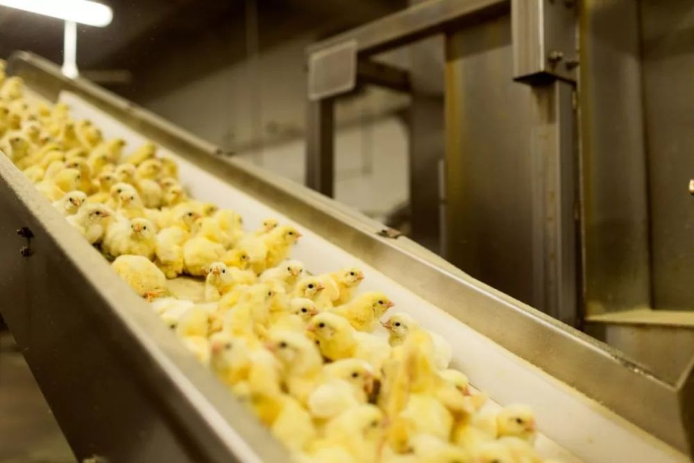 鸡蛋小鸡工厂 腾讯网