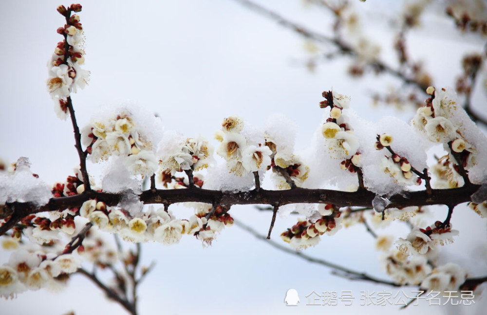 雪满山中高士卧,月明林下美人来:八首最美咏梅
