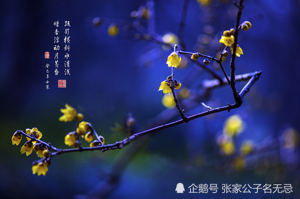 雪满山中高士卧,月明林下美人来:八首最美咏梅