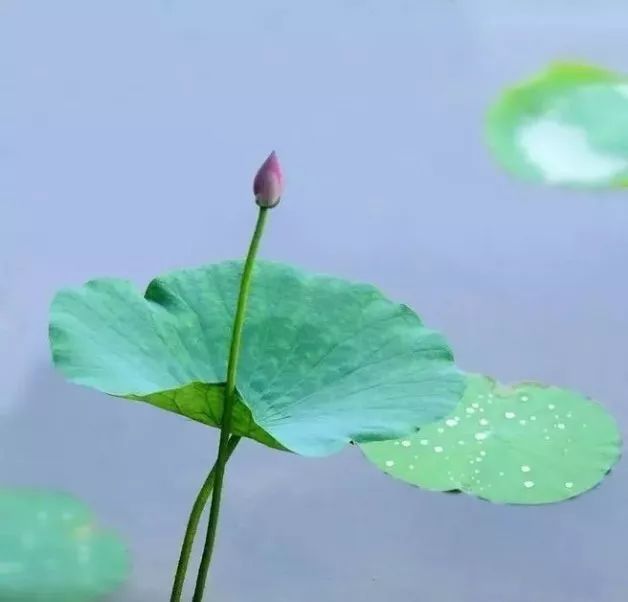 禅乐|《一片禅心》:烟雨禅意,云水禅心